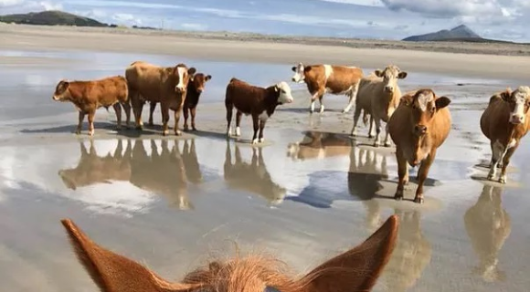 Clew Bay Coastal Trail Ride 